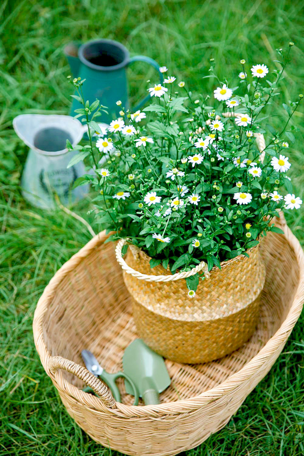 PEARL OF SWEETNESS - Chamomile Flowers - Loose Herbal Infusion